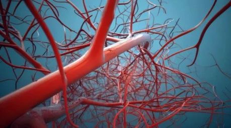 健康科普【神经内科】|血管多强，生命就多长，让血管老的慢一点
